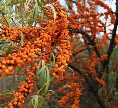 Облепиха СЕРАФИМА  Облепиха СЕРАФИМА в Полоцке