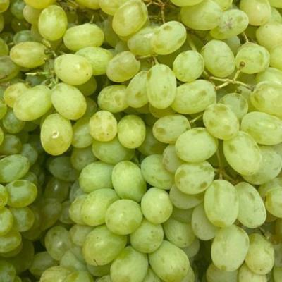 Зеленый в Полоцке