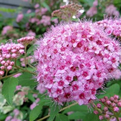 Розовая в Полоцке