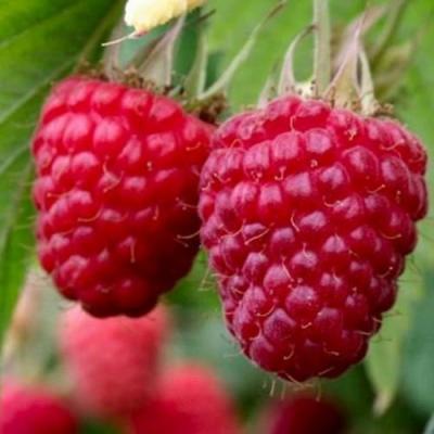 Средняя в Полоцке