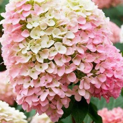 Низкорослые (карликовые) в Полоцке