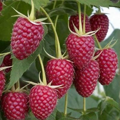 Высокая в Полоцке