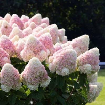 Бело-розовая в Полоцке