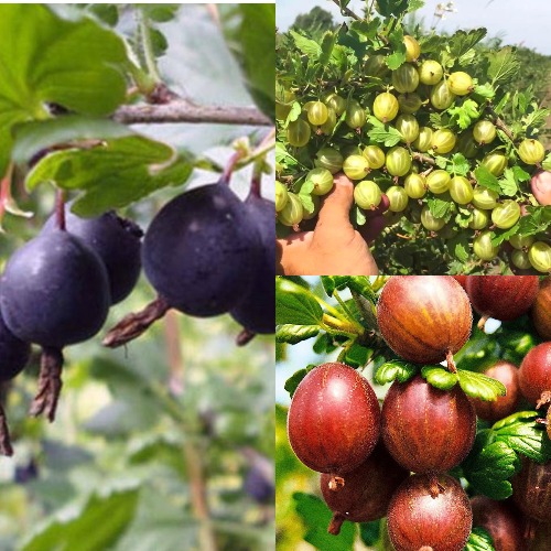 Комплект КРЫЖОВНИК MIX в Полоцке