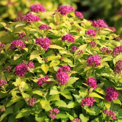 Японская в Полоцке