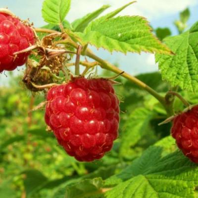 Бесшипная в Полоцке