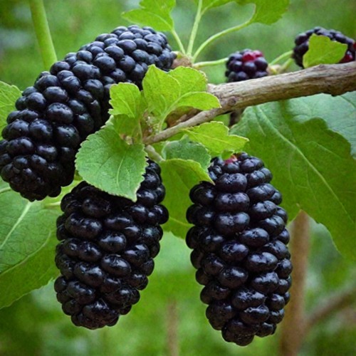 Шелковица плакучая в Полоцке