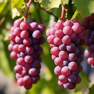 Фиолетовый в Полоцке