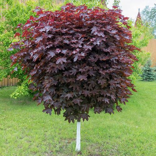 Клен красный в Полоцке