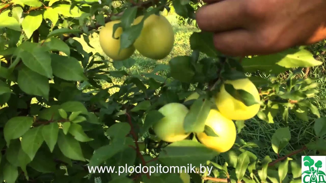 Превью видео