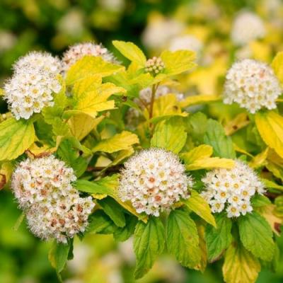 Желтый в Полоцке