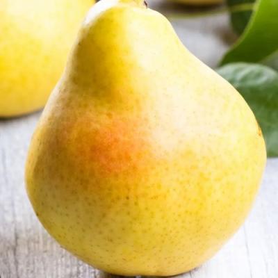 Желтая в Полоцке