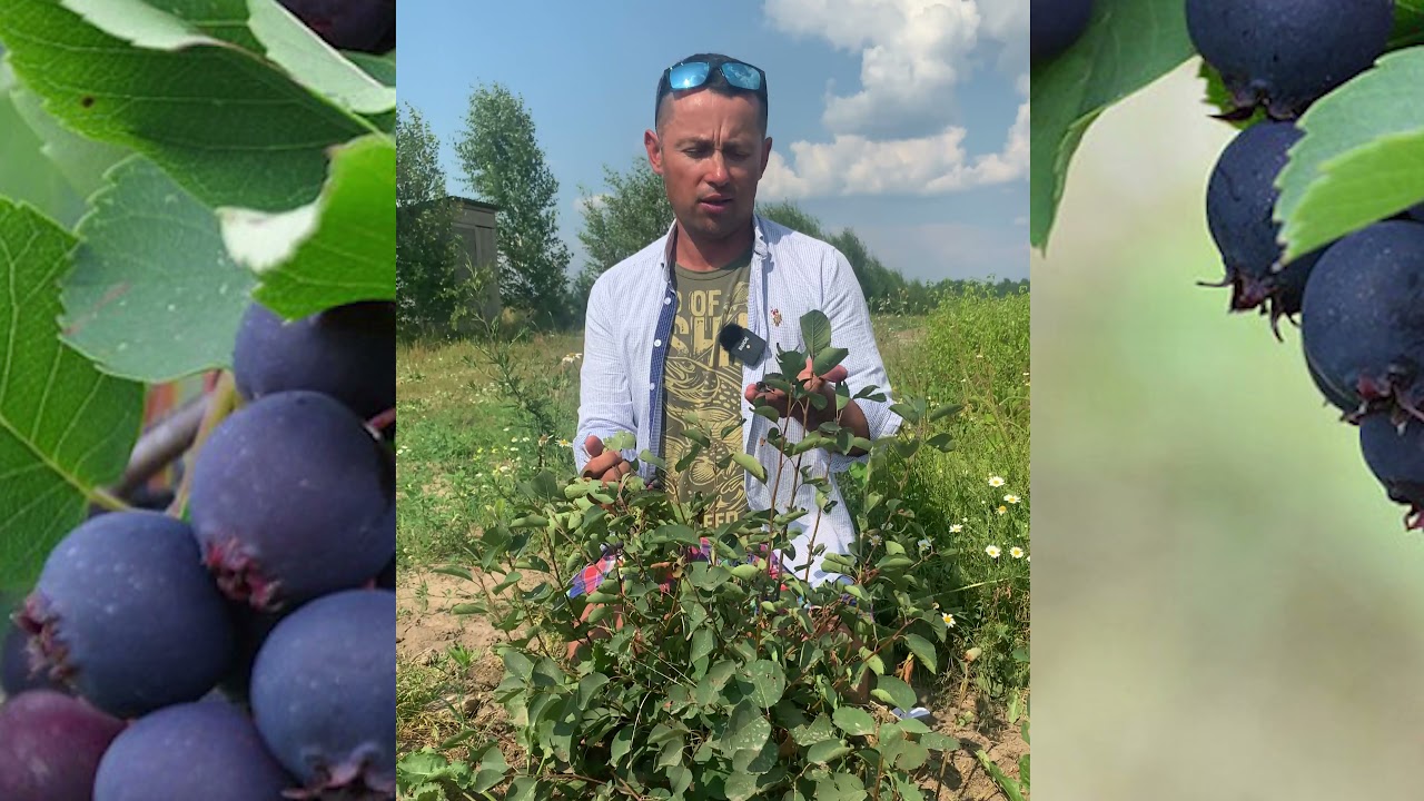 Превью видео