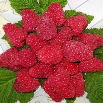 Сладкая в Полоцке