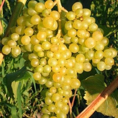 Желтый в Полоцке