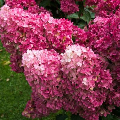 Фрайз в Полоцке