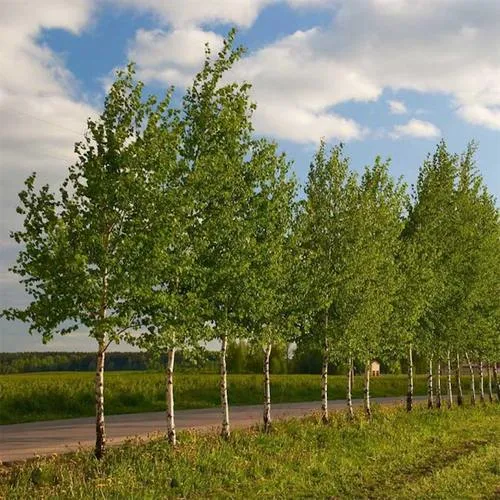 Береза обыкновенная в Полоцке