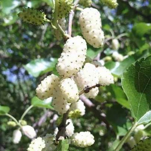 Шелковица БЕЛАЯ МЕДОВАЯ в Полоцке