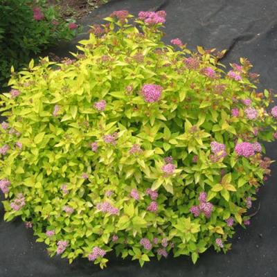 Голден в Полоцке