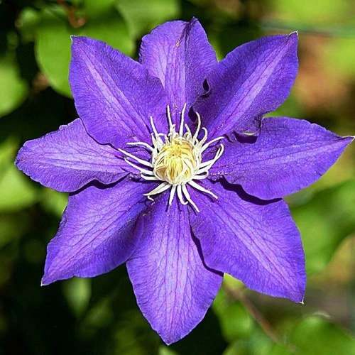 Клематис ЗЕ ПРЕЗИДЕНТ в Полоцке