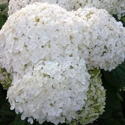 Белая в Полоцке