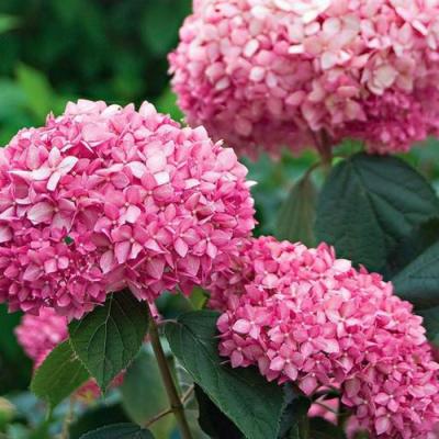 Розовая в Полоцке