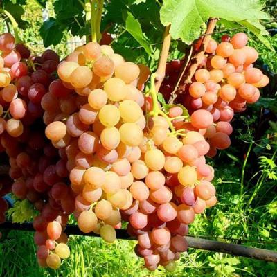 Сладкий в Полоцке