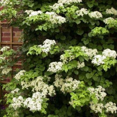 Черешковая в Полоцке