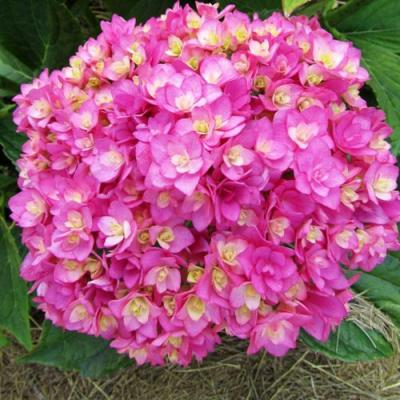 Ремонтантная в Полоцке