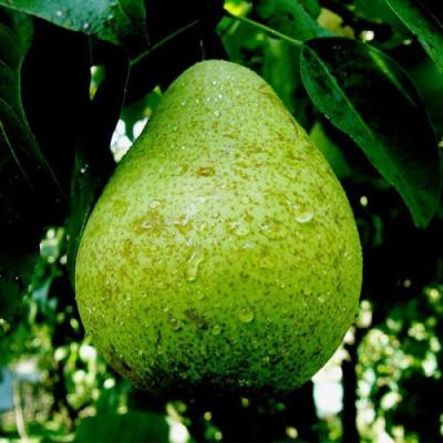 Зеленая в Полоцке