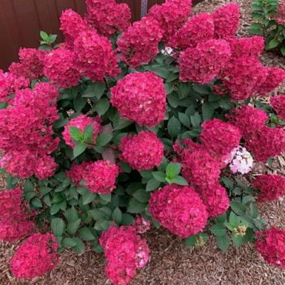 Красная в Полоцке