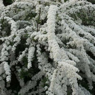 Серая в Полоцке