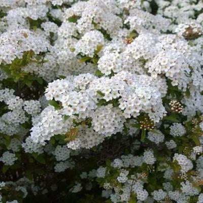 Белая в Полоцке