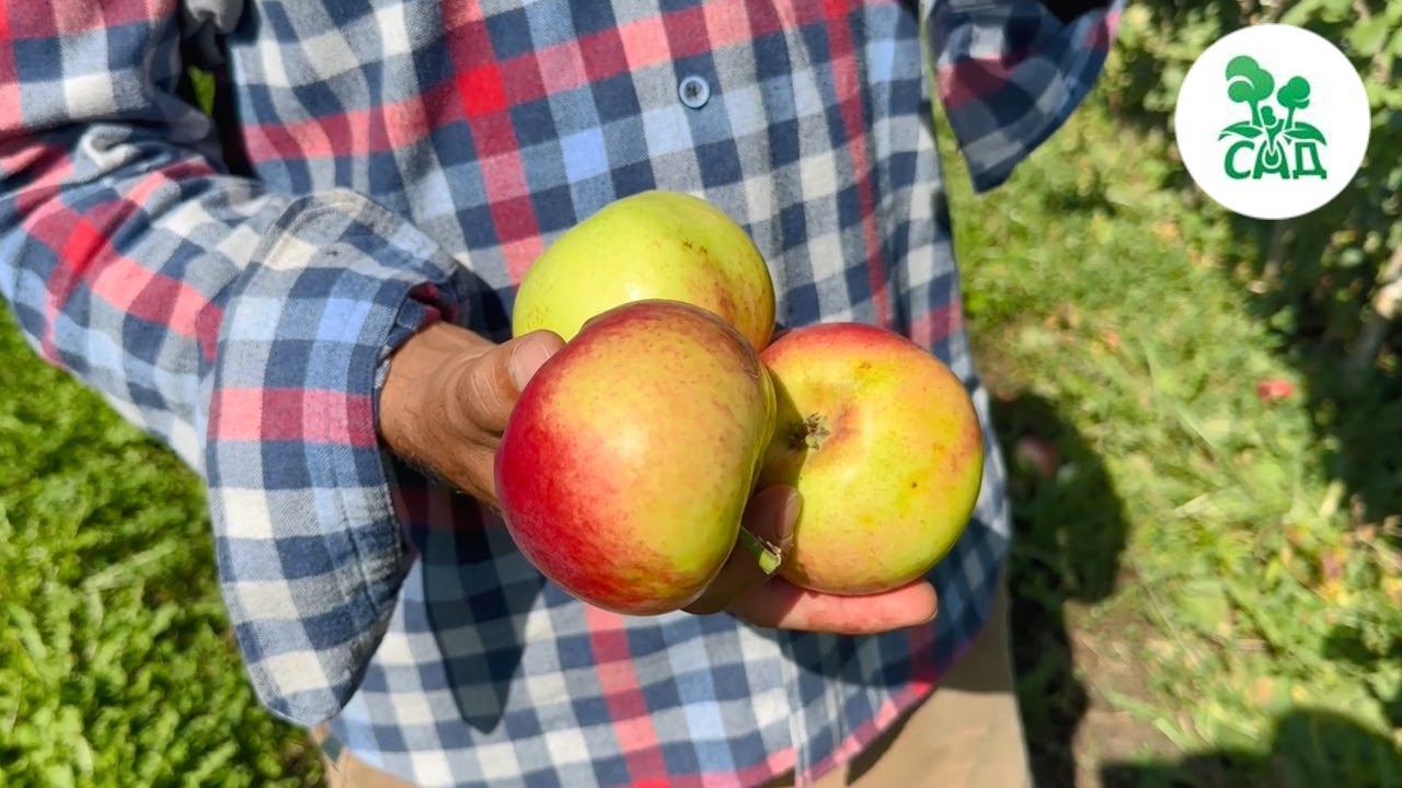 Превью видео