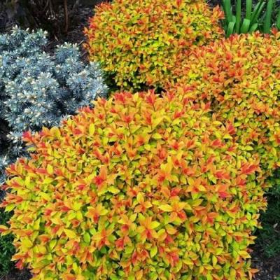 Низкорослая в Полоцке