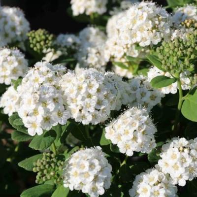 Березолистная в Полоцке