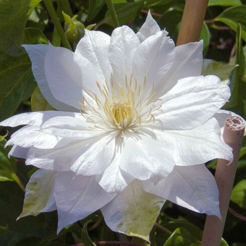 Клематис ДАЧЕСС ОФ ЭДИНБУРГ в Полоцке