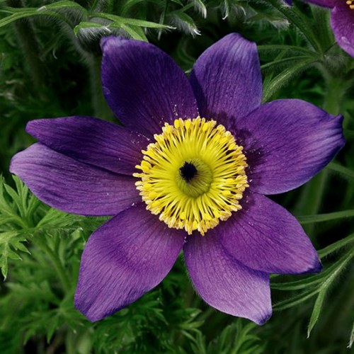 Прострел ПИНВИЛ БЛЮ ШЕЙДЕС в Полоцке