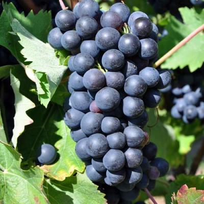 Круглый в Полоцке