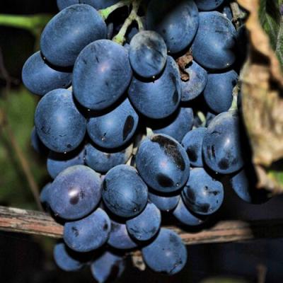 Синий в Полоцке