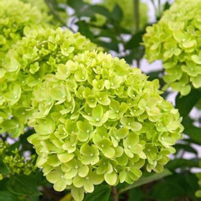 Зеленая в Полоцке