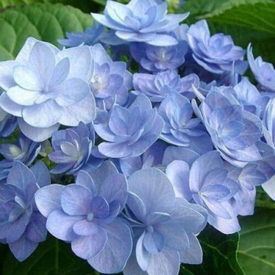 Голубая в Полоцке