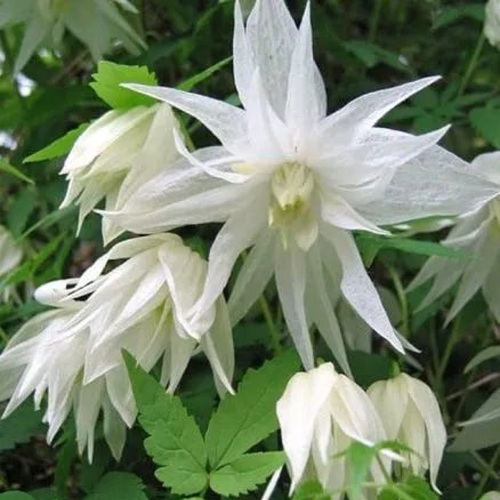 Княжик АЛЬБИНА ПЛЕНА белый махровый в Полоцке