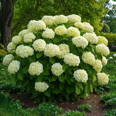 Большие (высокие) в Полоцке