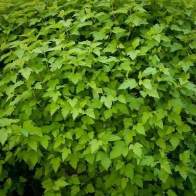 Зеленый в Полоцке