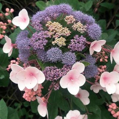 Шершавая в Полоцке