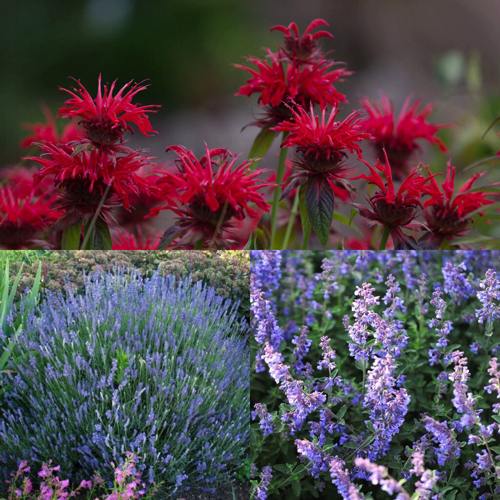 Комплект АРОМАТНЫЙ ЧАЙ в Полоцке