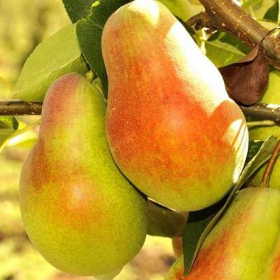 Красавица в Полоцке