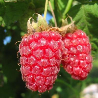 Крупная в Полоцке