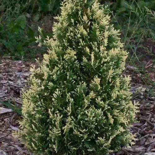 Туя БРАБАНТ ВАРИЕГАТТА западная в Полоцке